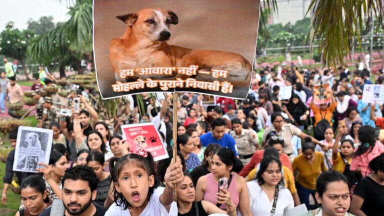 stray dogs